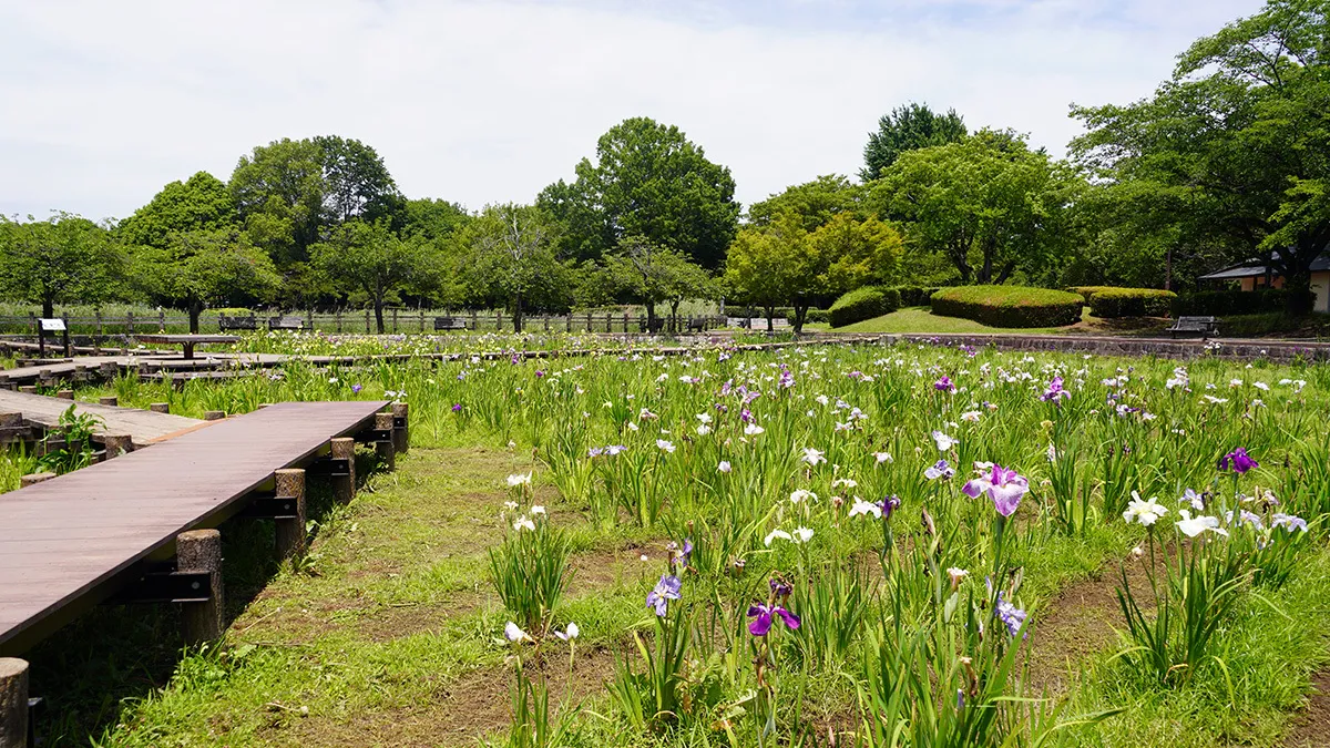 下妻市おすすめ季節観光スポットの砂沼広域公園 菖蒲園