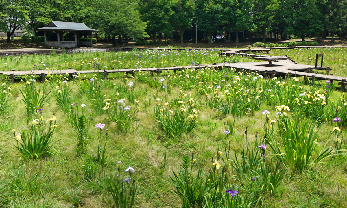 砂沼広域公園 菖蒲園の花菖蒲の開花状況