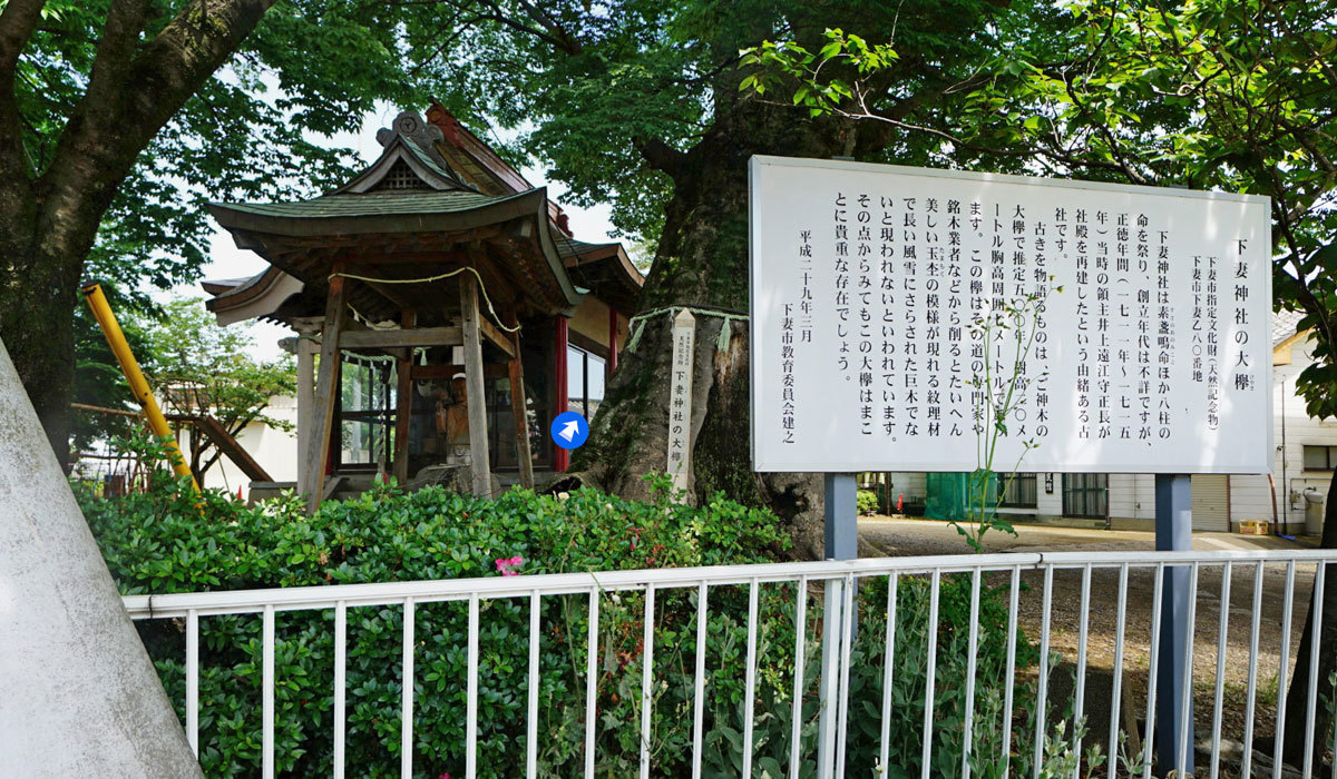 下妻市巨木おすすめ観光スポットの下妻神社大ケヤキの案内VRツアー