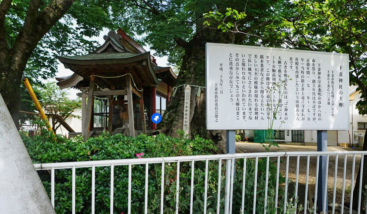 下妻市巨木おすすめ観光スポットの下妻神社大欅