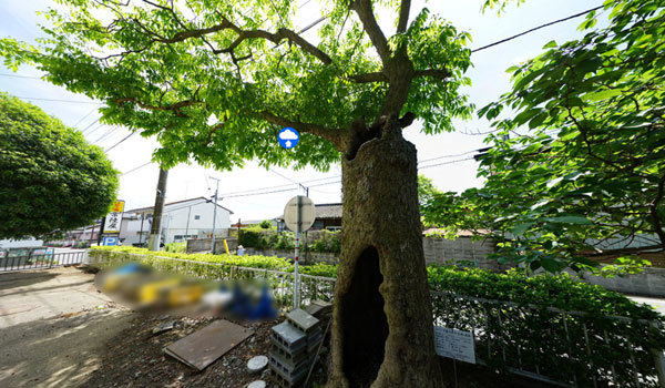茨城県下妻市の古木おすすめスポットの下妻神社のムクロジ