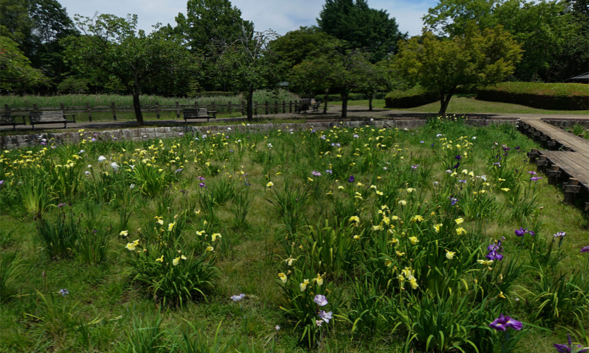 茨城県下妻市の砂沼広域公園 菖蒲園の花菖蒲の開花状況