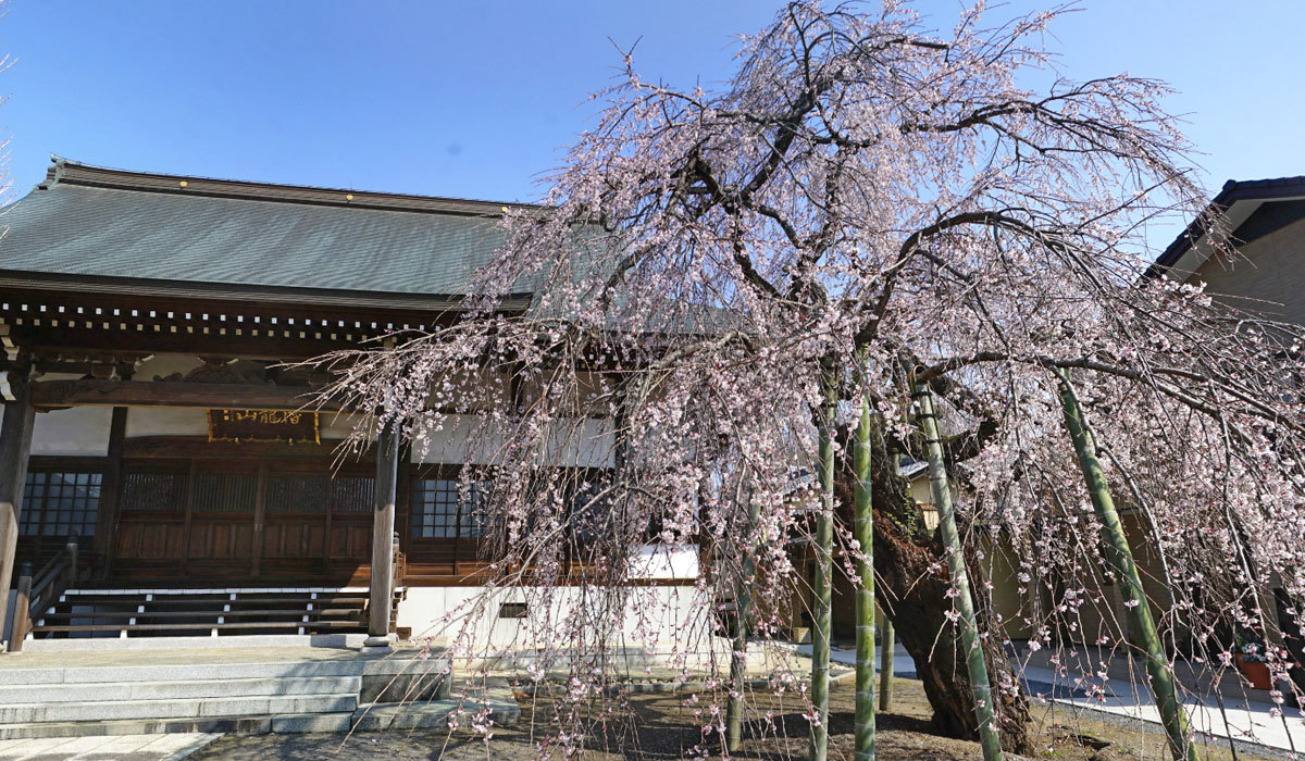 茨城県下妻市の桜 花見の名所 おすすめスポット 茨城vr ツアー