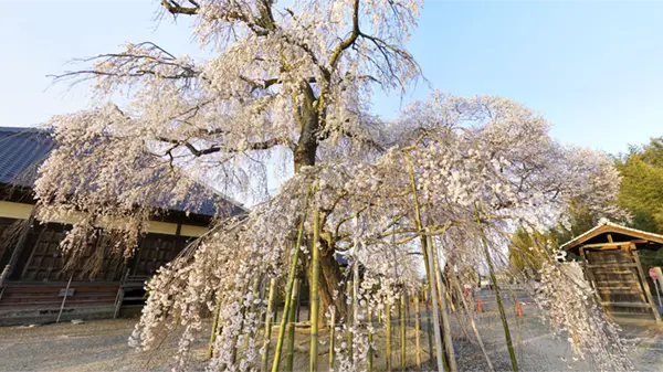 茨城県下妻市の観音寺のしだれ桜の開花写真
