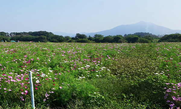 下妻市の小貝川ふれあい公園のコスモス畑