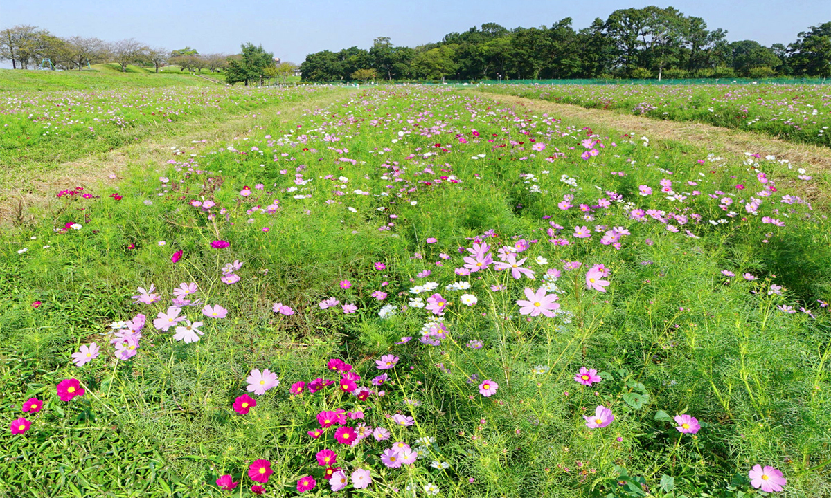 小貝川ふれあい公園のコスモス畑VRツアー