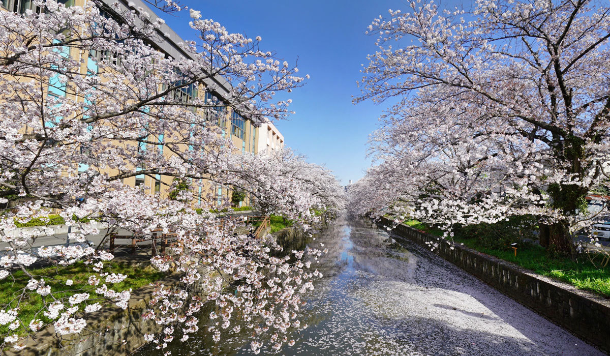 土浦市の花見名所の新川サクラ通りの桜VRツアー