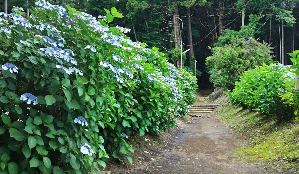 城里町おすすめスポット青山神社のアジサイの杜