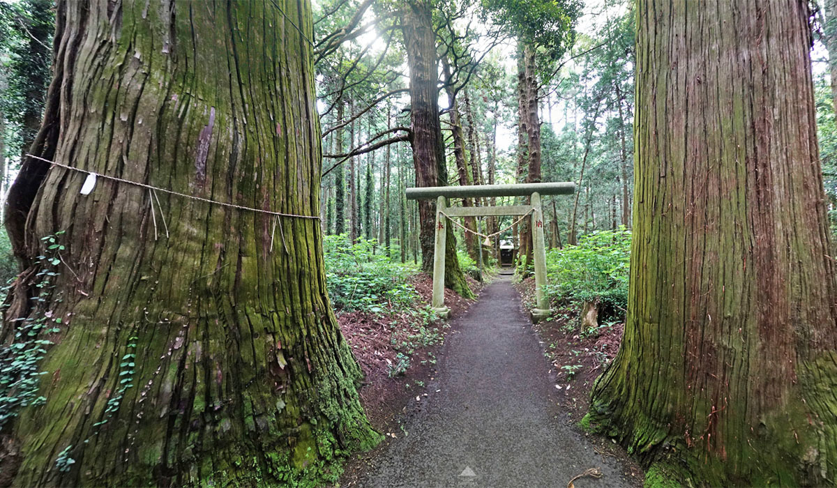 城里町おすすめ巨木観光スポットの青山神社の参道・杉の巨木VRツアー