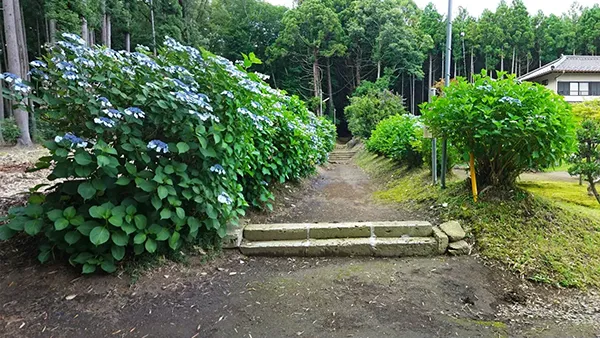 茨城県城里町の青山神社アジサイの杜