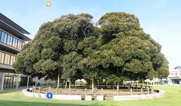 茨城県城里町の巨木観光名所の城里町役場スダジイ広場