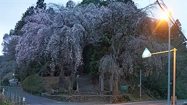 茨城県城里町の小松寺のしだれ桜の開花写真