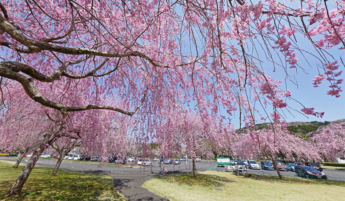 城里町観光名所のホロルの湯の桜