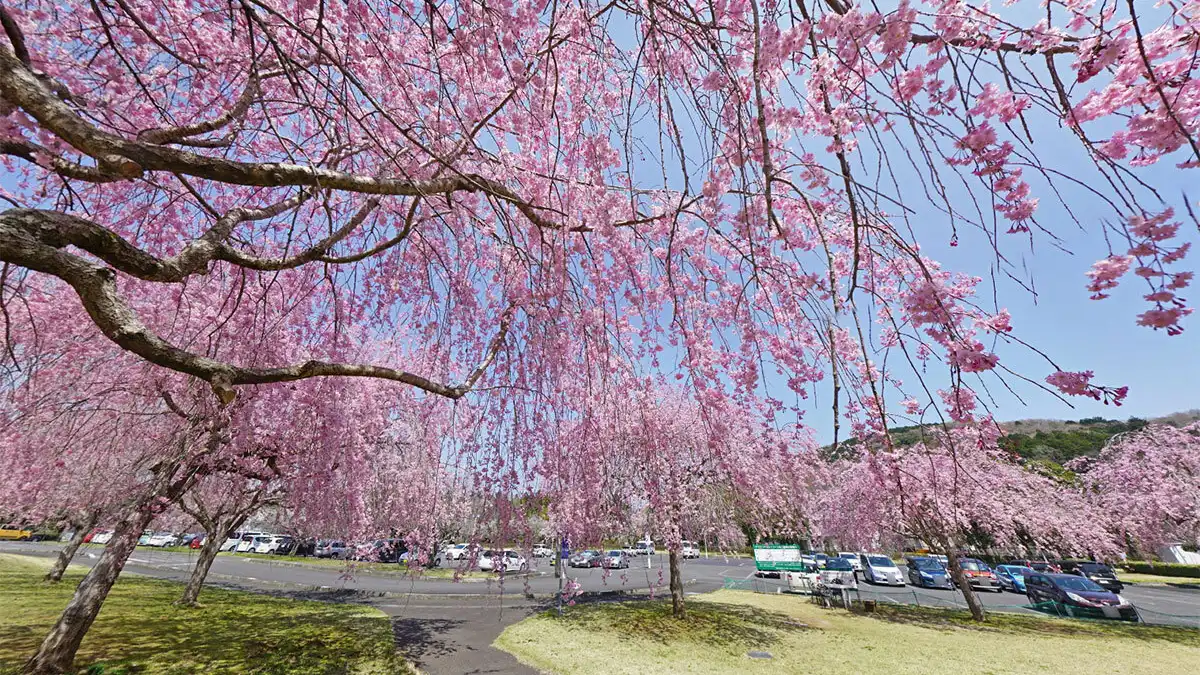 茨城県東茨城郡城里町ホロルの湯のしだれ桜の開花写真