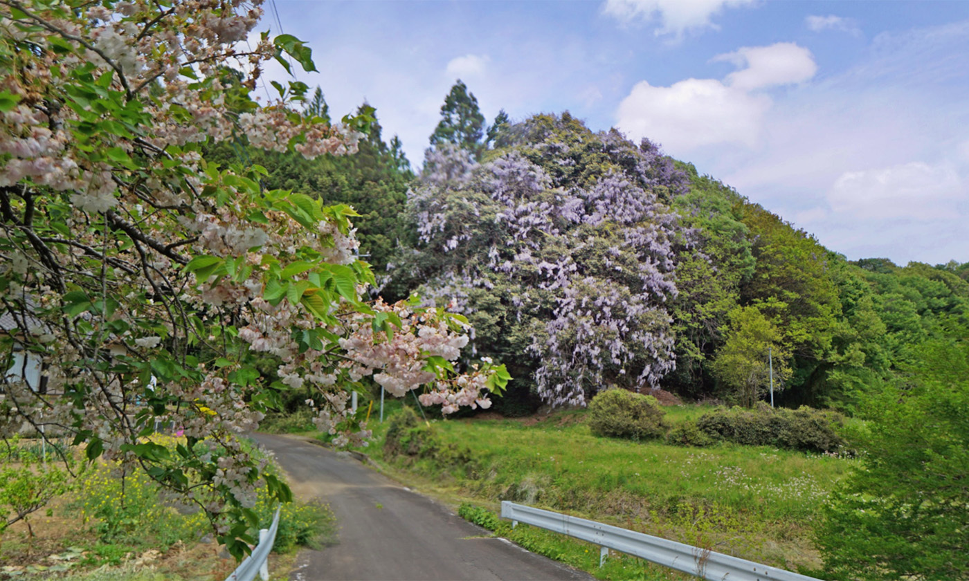 茨城県城里町石船神社の藤群生の観光VRツアー