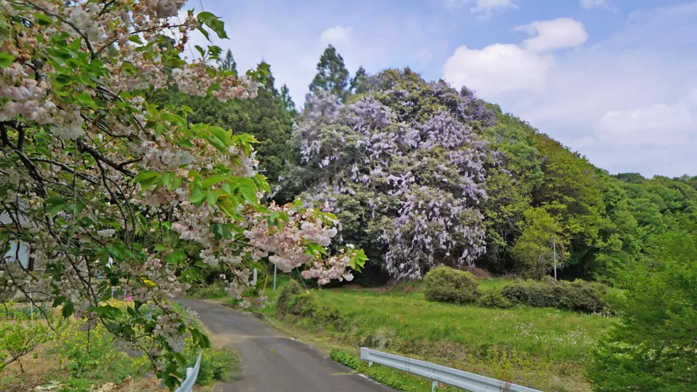 茨城県城里町石船神社の藤群生の観光VRツアー