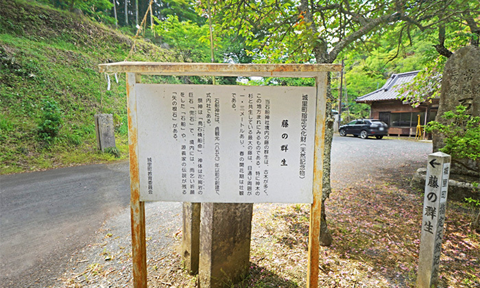 茨城県城里町おすすめスポットの石船神社の藤の群生