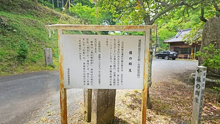 茨城県城里町おすすめスポットの石船神社の藤の群生