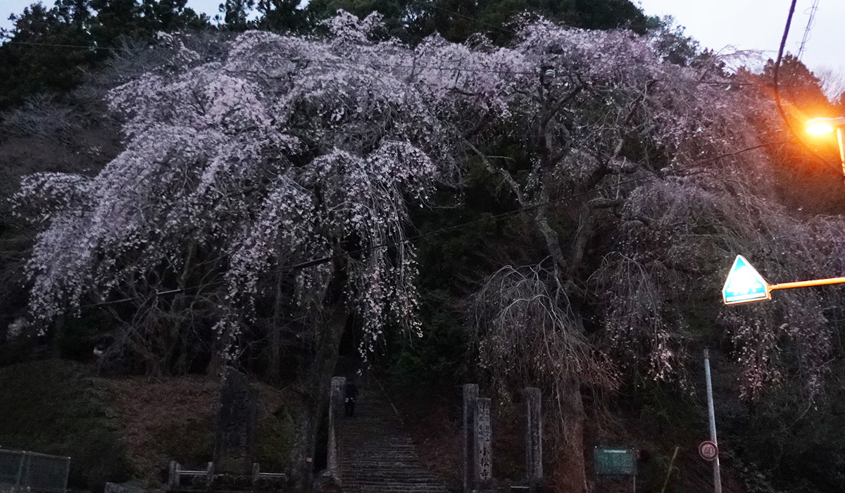 茨城県城里町の小松寺のしだれ桜