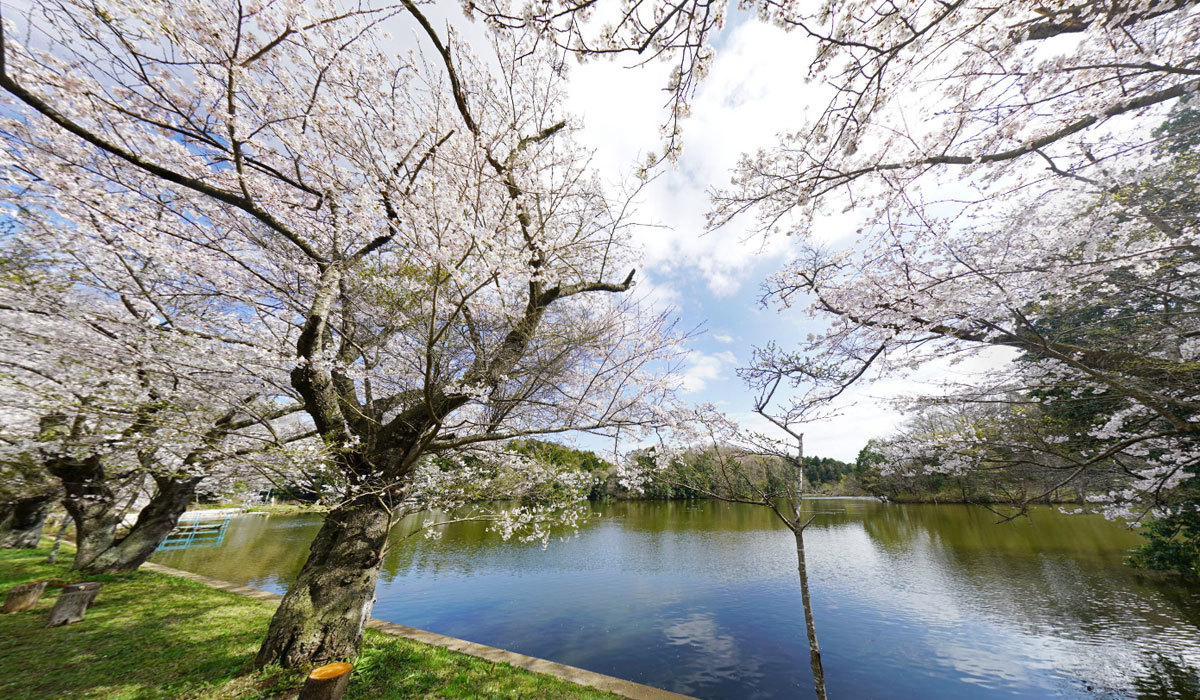 土浦市の花見おすすめスポット宍塚大池のVRツアー