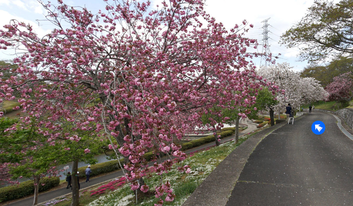 那珂市おすすめ観光スポットの静峰ふるさと公園のぼたん桜