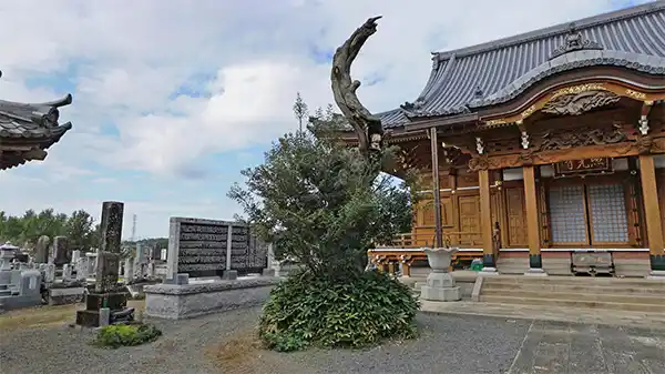 小美玉市おすすめ観光スポットの照光寺の椎の巨木