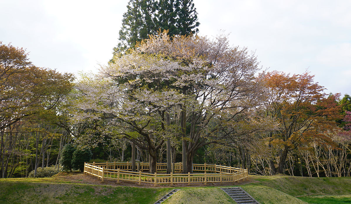 大子町の奥久慈憩いの森にある昭和天皇お手植えの山桜