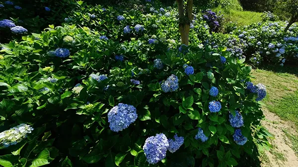 茨城県守谷市おすすめ観光スポットの四季の里公園のアジサイの案内VRツアー