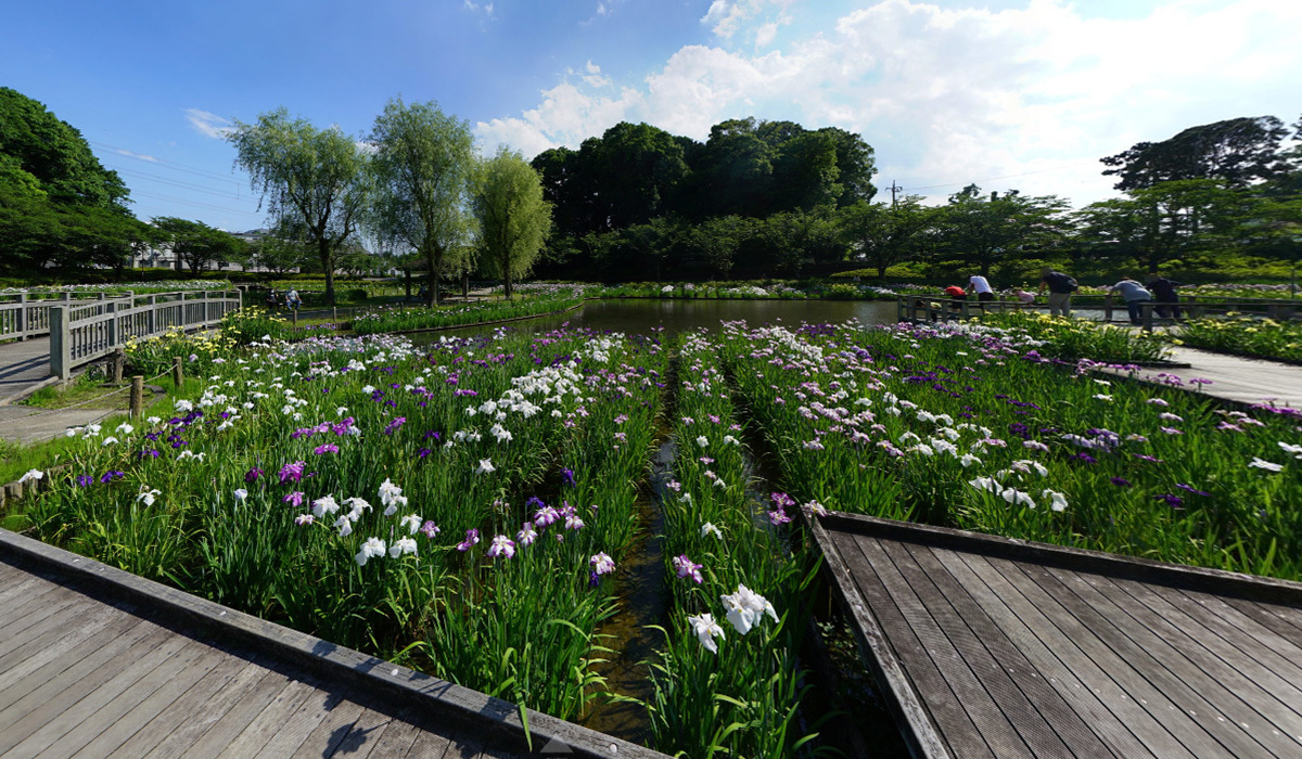 守谷市おすすめ季節観光スポットの四季の里公園・菖蒲園