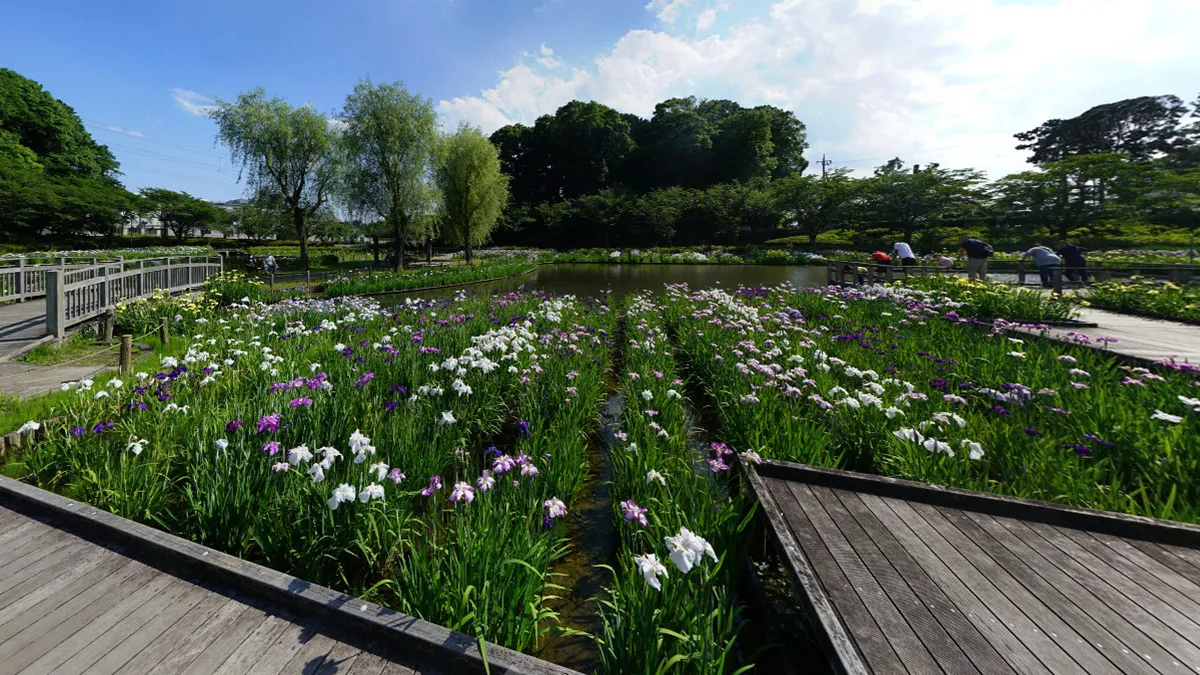 守谷市のおすすめ観光スポットの四季の里公園・菖蒲園の案内VRツアー