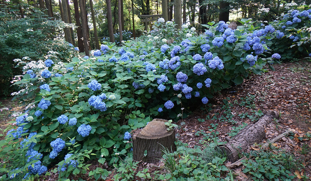 土浦市のおすすめ公園スポットふるさとの森・あじさい