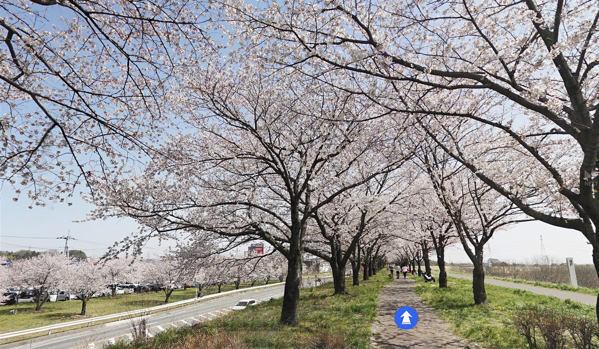 茨城県利根町のおすすめお花見スポット利根川桜堤VRツアー