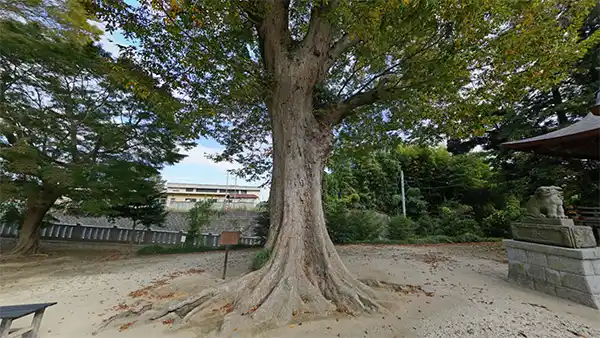 小美玉市おすすめ観光スポットの素鵞神社のケヤキとケンポナシ