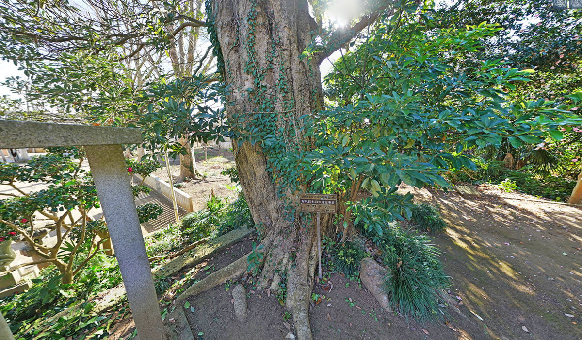 かすみがうら市巨木おすすめ観光スポットの柏崎素鵞神社のオガタマ(タブノキ)VRツアー
