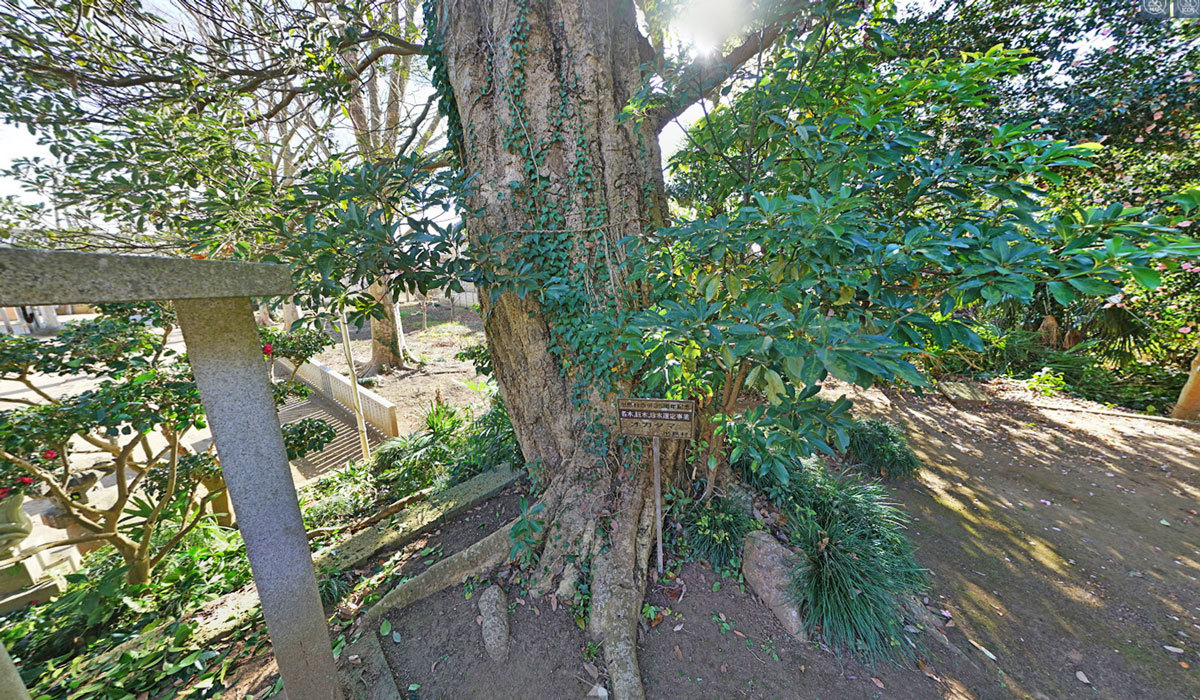 かすみがうら市柏崎の素鵞神社のオガタマ