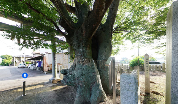 茨城県潮来市の巨木おすすめスポットの素鵞熊野神社