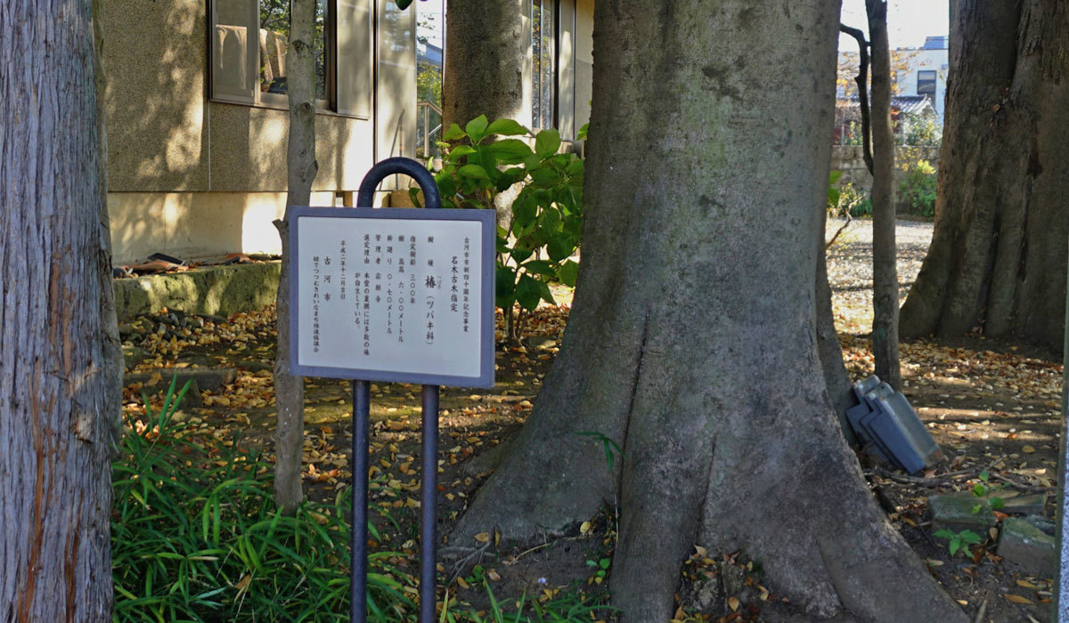 古河市おすすめ観光スポットの宗願寺の椿