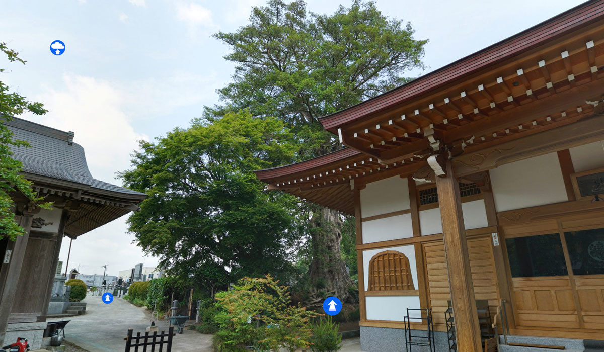那珂市おすすめ観光スポットの蒼龍寺のカヤ巨木の案内VRツアー