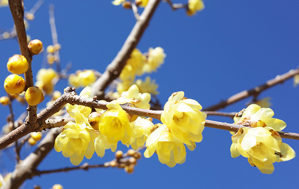 素心蝋梅の花