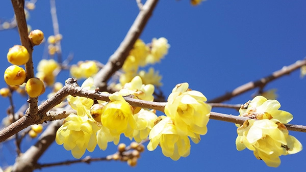  茨城県の蝋梅の開花景観写真
