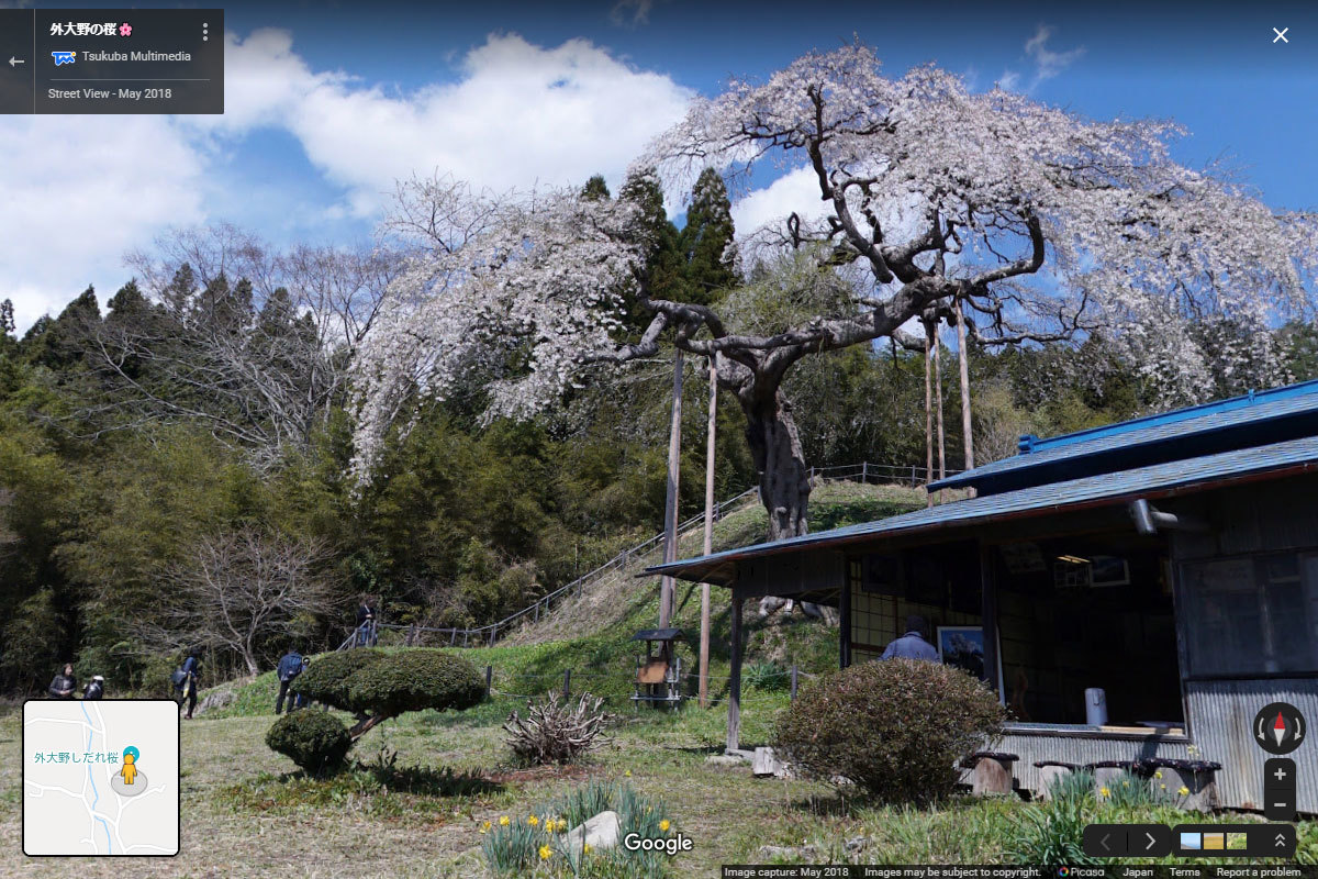 大子町の外大野のしだれ桜おすすめ観光スポットGoogleストリートビュー