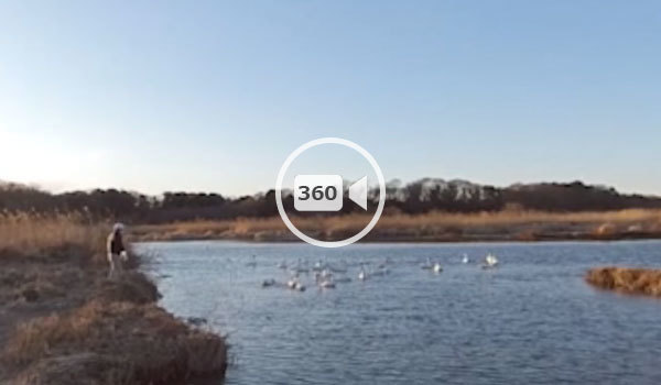 常総市菅生沼ふれあい広場の白鳥360度動画