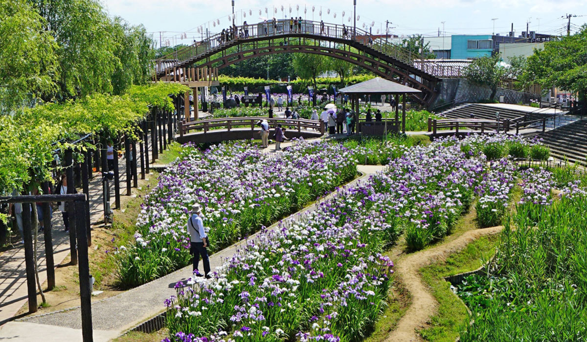 潮来市おすすめ季節観光スポットの水郷潮来あやめ園