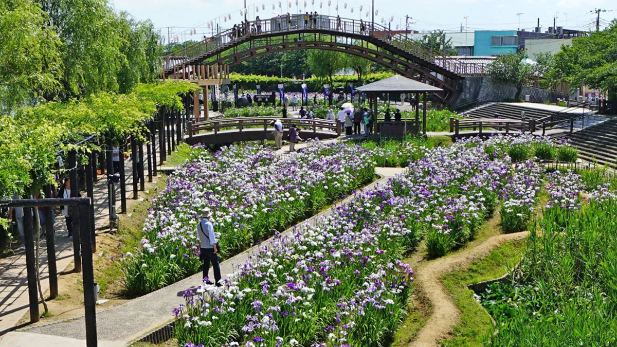 潮来市おすすめ季節観光スポットの水郷潮来あやめ園