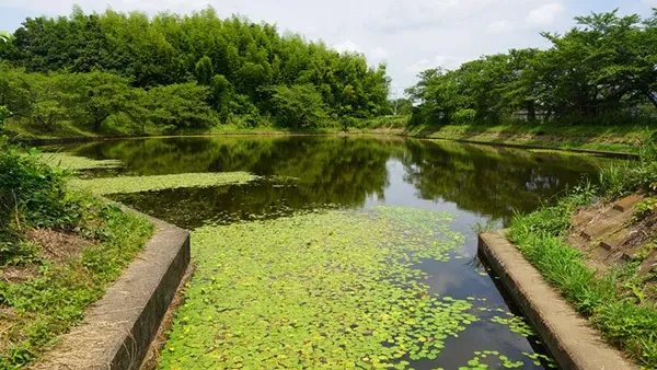 つくば市中の池のアサザ