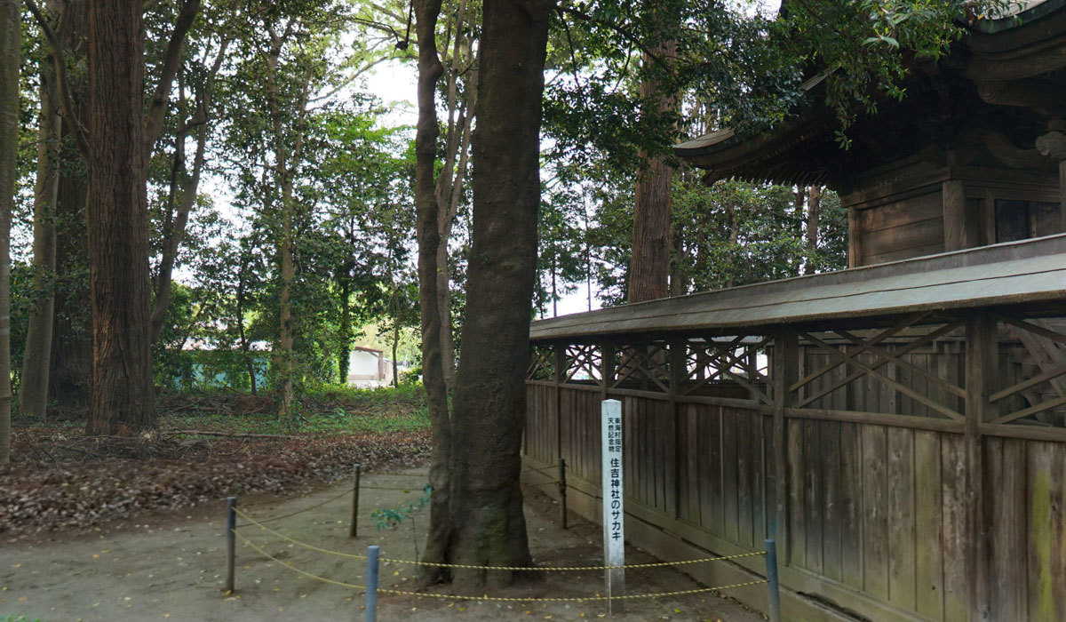 東海村おすすめ観光スポットの住吉神社の榊