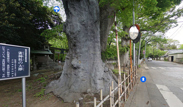 茨城県古河市の巨木観光名所の雀神社