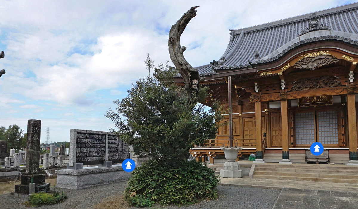小美玉市おすすめ観光スポットの照光寺の椎の巨木の案内VRツアー