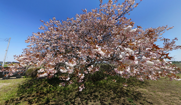 坂東市の平将門おすすめ観光スポットの九重の桜の案内VRツアー