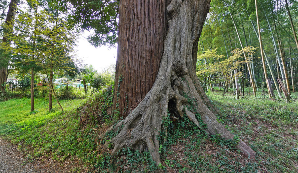 稲敷市巨木おすすめスポットの高田神社の杉・椎の木の合体木